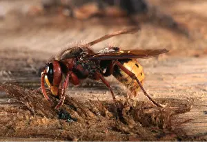 Pascal Goetgheluck: EUROPEAN HORNET - COLLECTS WOOD