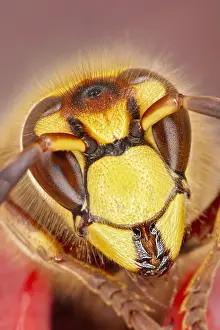 Hornet: European hornet face - Norfolk UK