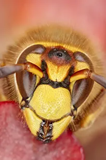 Hornet: European hornet face - Norfolk UK