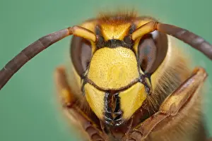 Hornet: European hornet face - Norfolk UK