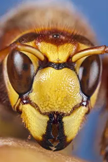 Hornet: European hornet face - Norfolk UK