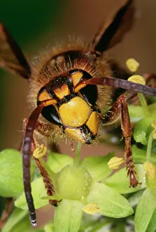 Hornets: EUROPEAN HORNET - ON FLOWER