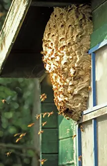 Hornets: European Hornet - At nest on side of shed
