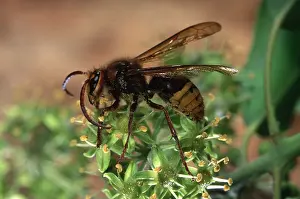Pascal Goetgheluck: EUROPEAN HORNET - on plant, & pollen