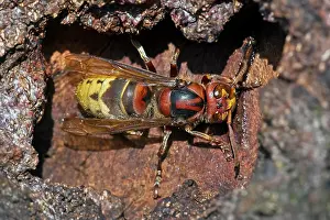 Vespa: European hornet (Vespa crabro), licking up sap leaking