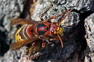 Vespa: European hornet (Vespa crabro), Heikendorf, Schleswig-Holste