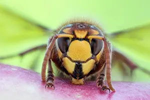 Vespa: European hornet (Vespa crabro), Hanover, Lower Saxony