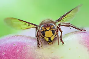Vespa: European hornet (Vespa crabro), Hanover, Lower Saxony