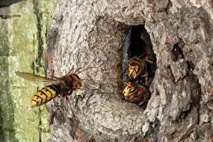 Vespa: European hornet (Vespa crabro) approaching the breeding