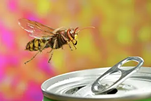 Container: European hornet (Vespa crabro) in flight at a can