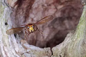 Vespa: European hornet (Vespa crabro), in flight from t