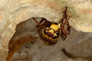 Vespa: European Hornet (Vespa crabro) nest building, E