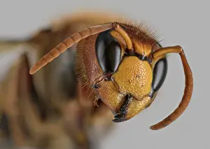 Vespa: European hornet (Vespa crabro), portrait, Germany