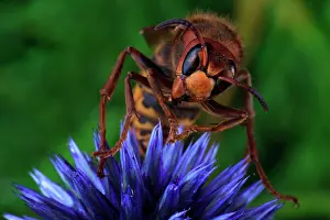 Vespa: European hornet (Vespa crabro) sits on blue China