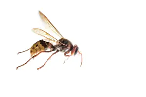 Isolated: The European hornet (Vespa crabro) against a white background, Liguria, Italy