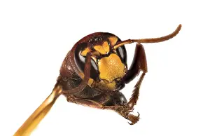 Isolated: The European hornet (Vespa crabro) against a white background, head shot, Liguria, Italy