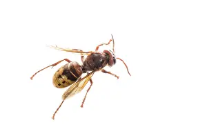 Isolated: The European hornet (Vespa crabro) against a white background, Liguria, Italy
