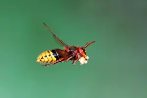 Vespa: European hornet (Vespa crabro) worker with building