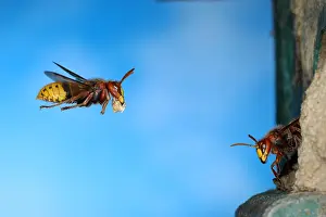 Worker: European hornet (Vespa crabro), worker flies with