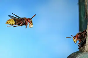 Worker: European hornet (Vespa crabro), worker flies wit