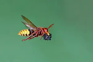 Vespa: European hornet (Vespa crabro) worker with food