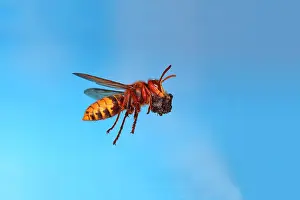 Vespa: European hornet (Vespa crabro) worker with food