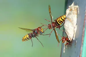 Caring: European hornets (Vespa crabro) approaching the n