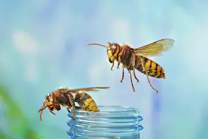 Hornets: European hornets (Vespa crabro) in flight at a drink