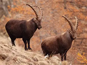 040319: European ibex-bucks are standin on a mountain slope, Italy