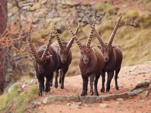 040319: European ibex-groupe of bucks is walking together