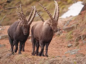 040319: European ibex-groupe of bucks walking together on