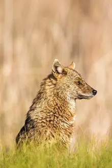 Danube: European jackal (Canis aureus moreoticus), Danube