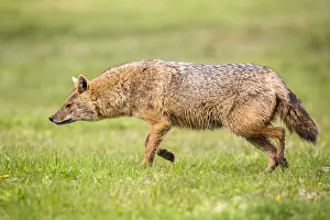 Danube: European jackal (Canis aureus moreoticus), Danube