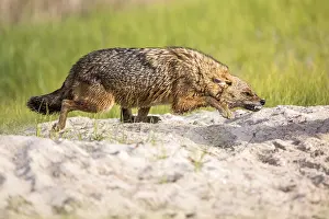 Danube: European jackal (Canis aureus moreoticus), Danube