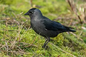 Jackdaw: European jackdaw, Corvus monedula, feeding in grassland