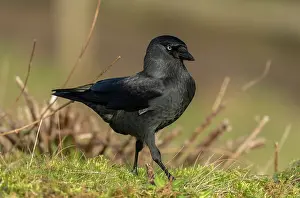 Jackdaw: European jackdaw, Corvus monedula, feeding in grassland