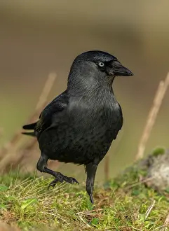 Jackdaw: European jackdaw, Corvus monedula, feeding in grassland