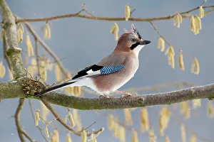 Hazelnut: European Jay