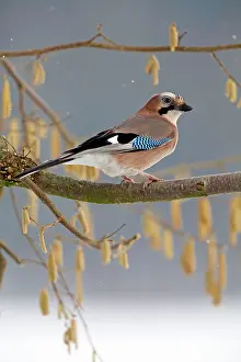 Hazelnut: European Jay
