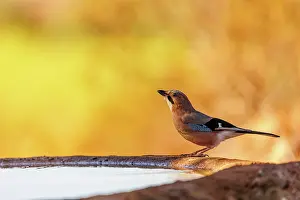 Corvidae: European Jay