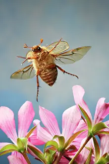 Geranium: European June beetle (Amphimallon solstitiale)