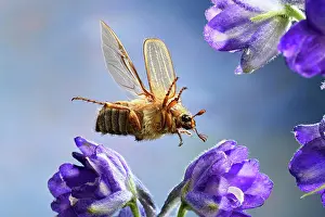 Spectacular: European June beetle (Amphimallon solstitiale)