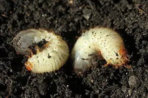 Larva: European june beetle (Amphimallon solstitiale) l
