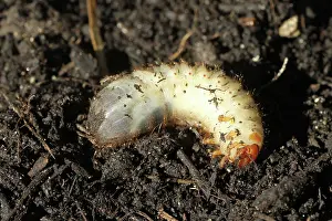 Larva: European june beetle (Amphimallon solstitiale) l