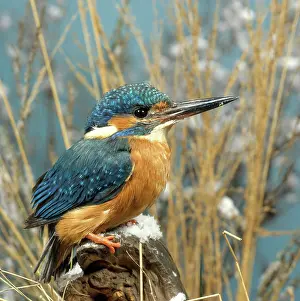 Alcedinidae: European Kingfisher