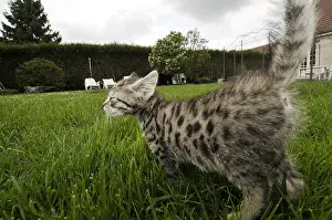 Boundary: European kitten walking in the grass in a garden France