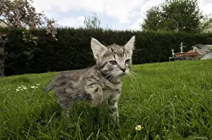 Boundary: European kitten walking in the grass in a garden France