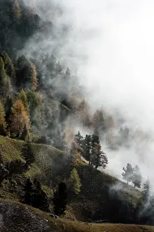 Larix: European Larch
