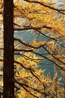 Larches: European Larch - autumn colours