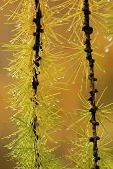 Larches: European larch: autumn foliage on a rainy day